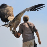 Aigle impérial au départ