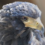 Aigle bateleur juvénile