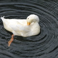 Canard se lissant les plumes dans la fontaine Aretusa