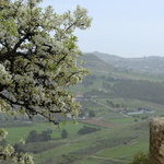 Amandier en fleurs