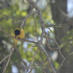 Oiseau jaune