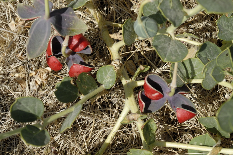 Fleurs au milieu de la lande du site de fouilles