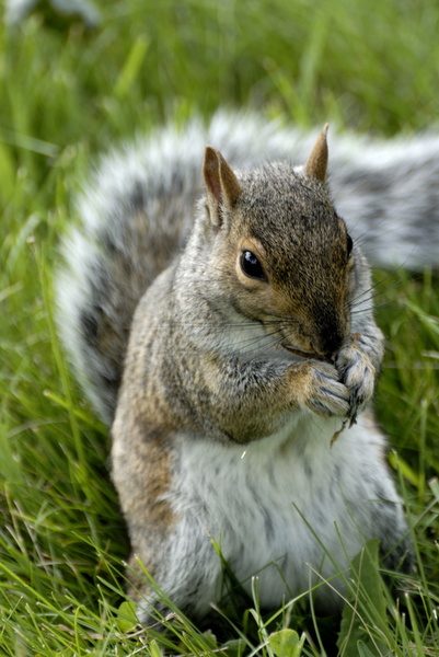 Pas farouche l'animal !