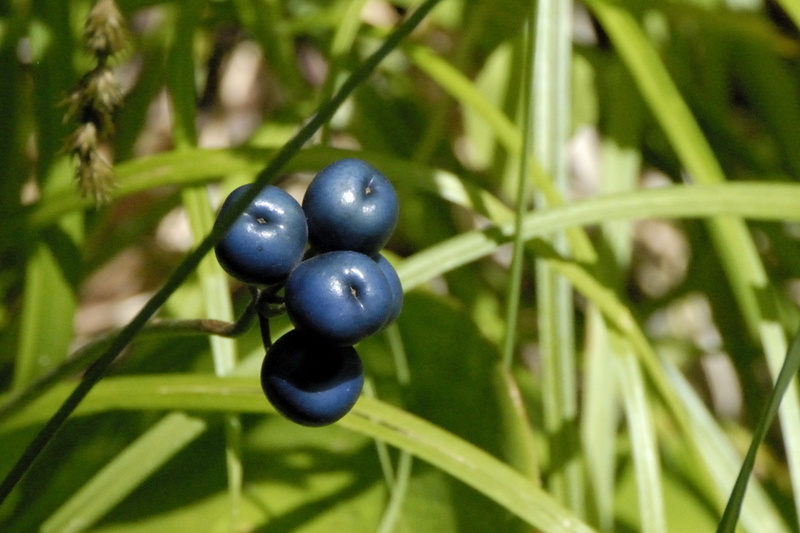 Baies bleues