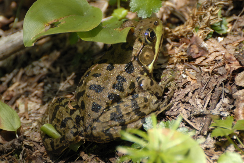 Grenouille du bord de chemin