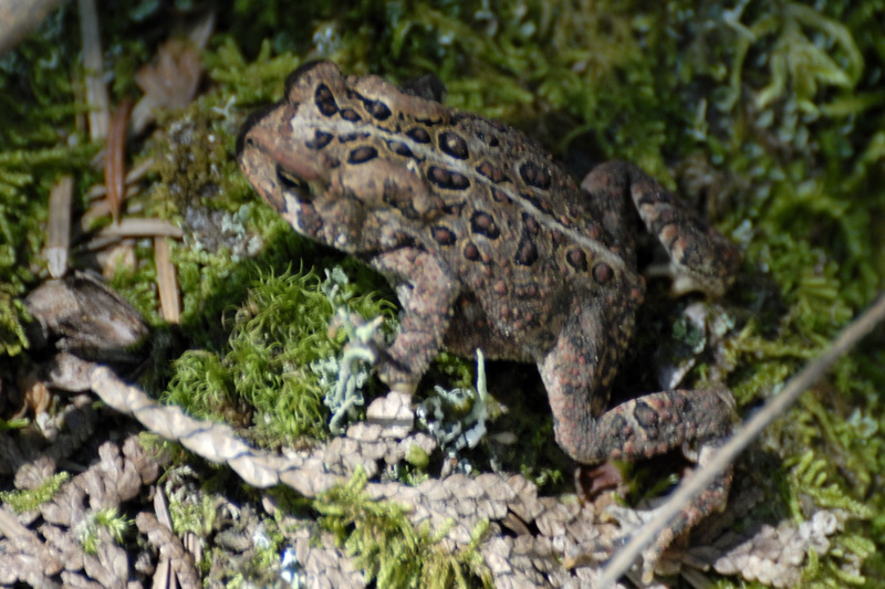Hum, pas bien net mon crapaud