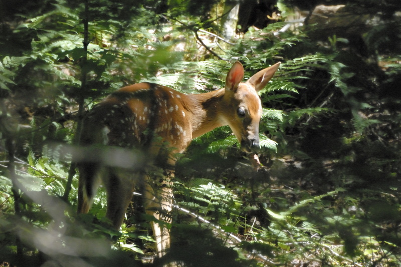 Les riches sous-bois du Parc du Mt Tremblant