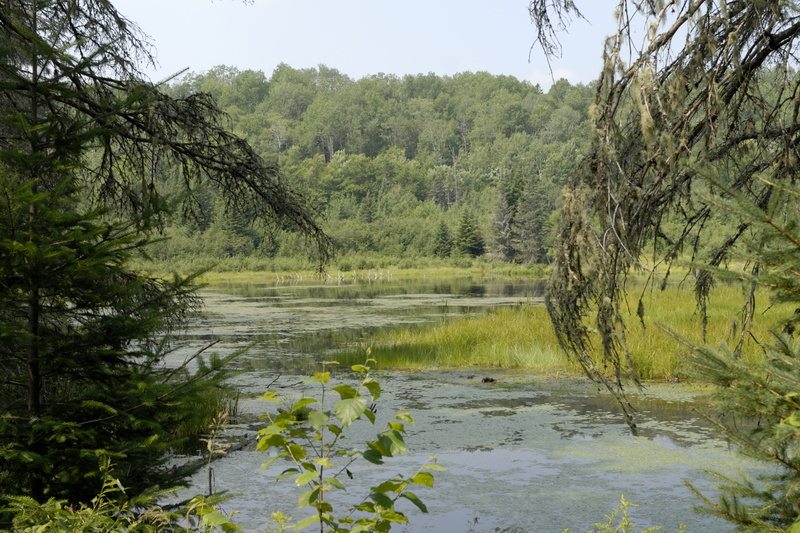 Un des nombreux étangs du parc de la Mauricie