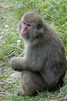 Macaque du Japon, espèce septentrionale