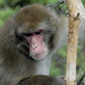 Macaque pas gai
