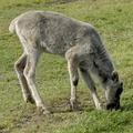 Jeune caribou