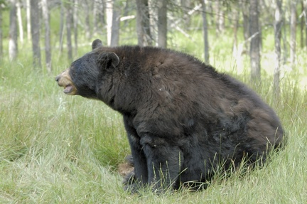 L'ours noir peut peser jusqu'à 275 kgs