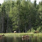 Wapitis au bain