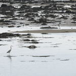 Aigrette dans le sable gris