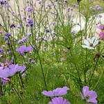 Fleurs mauves