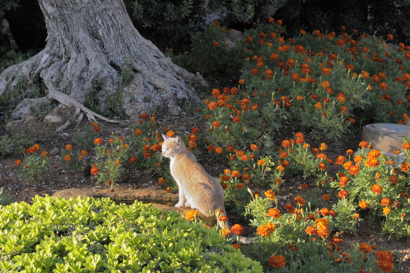 Le chat et l'olivier