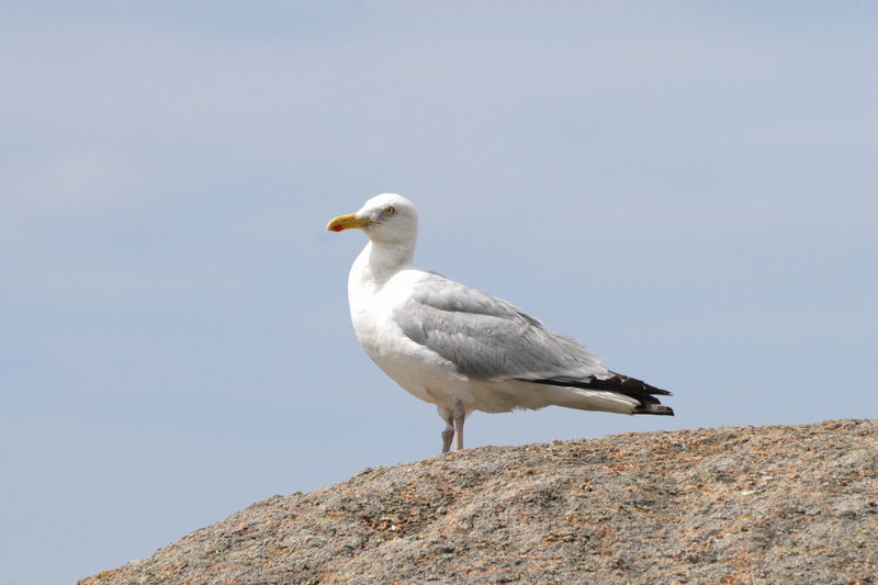 Goéland sur sa roche