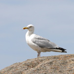 Goéland sur sa roche