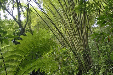 Bouquet de bambous (Ajoupa)