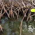 Mangrove (Caravelle)