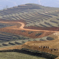 Construction de terrasses pour le riz