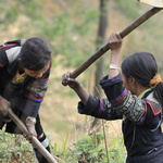 Jeunes filles hmong à la houe (les garçons réfléchissent pendant ce temps)