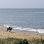 Cheval au petit matin