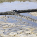 Marais salants