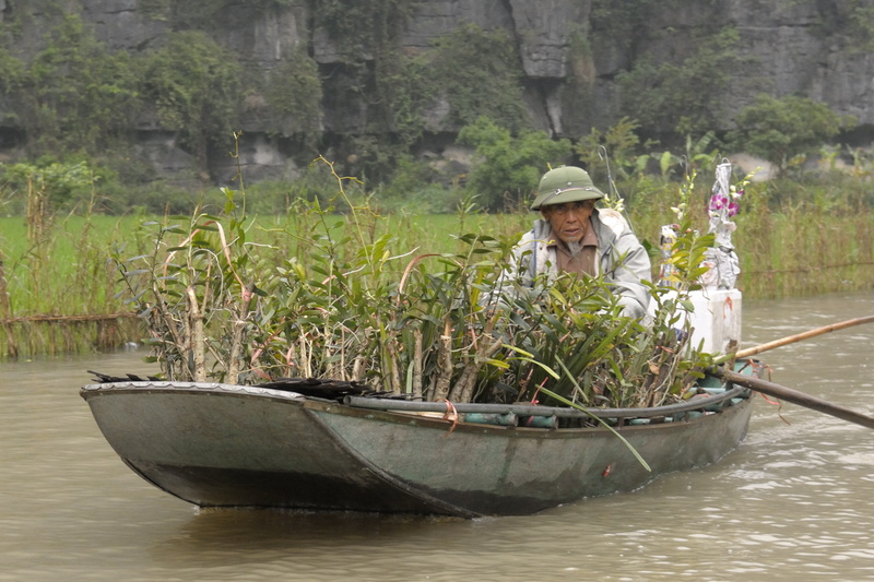 Le marchand d'orchidées