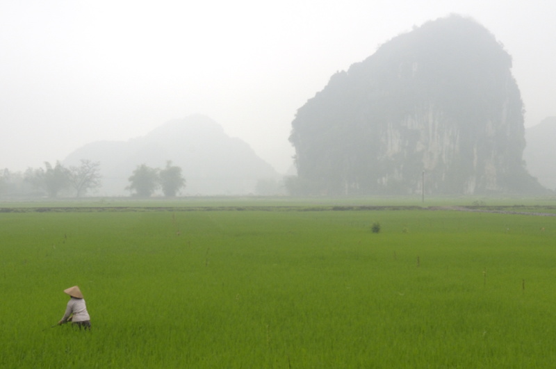 Paysage de rizière et de bruine