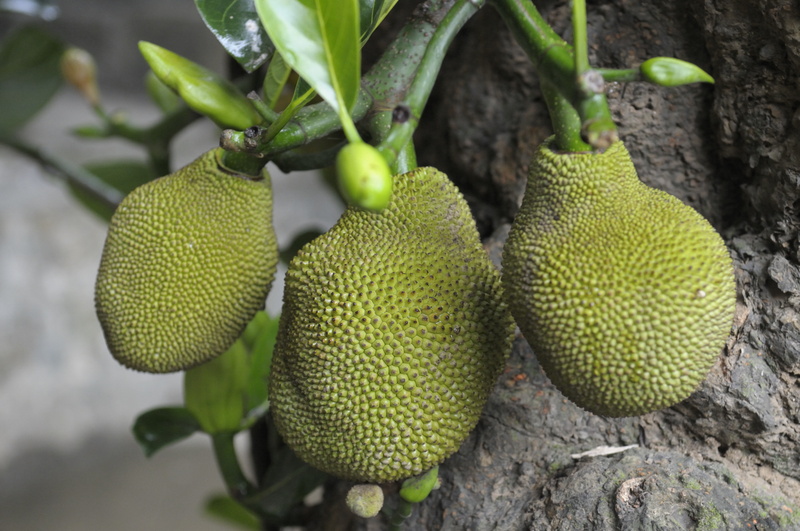 Les fruits du jacquier
