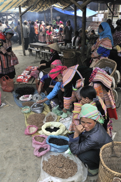 Graines diverses à vendre