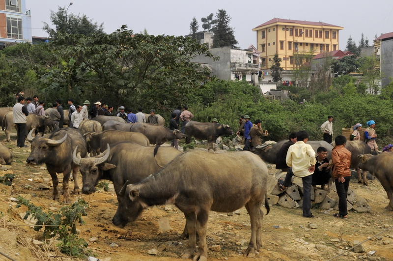 Le marché aux buffles de Bac Ha