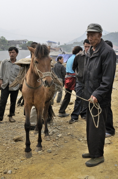 Petit cheval à vendre