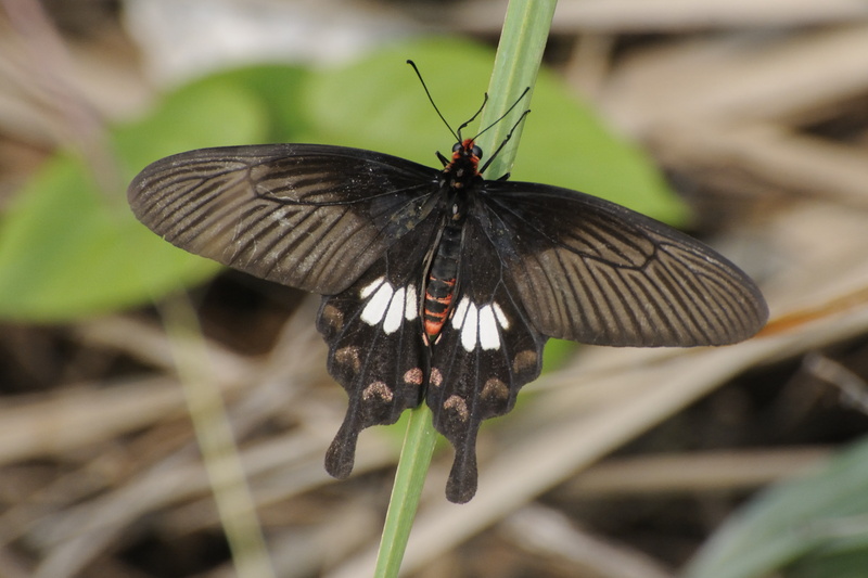 Papillon du bord de chemin
