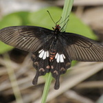 Papillon du bord de chemin