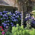 Haneau de Ozas : tiens, les hortensias sont bleus !