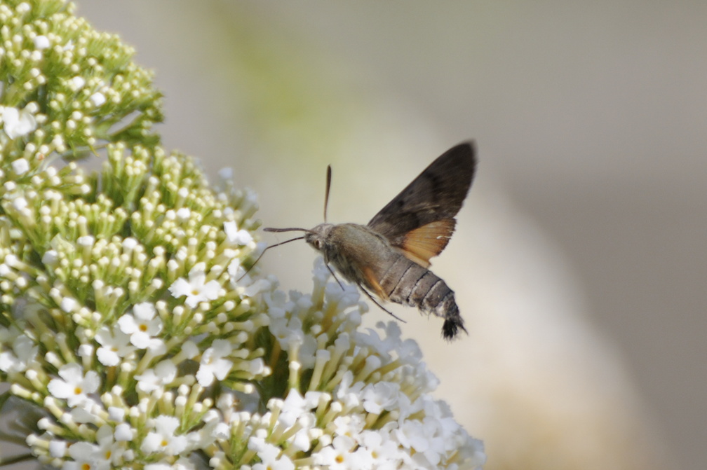 Insecte butineur