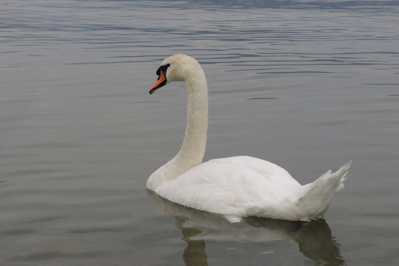 Je nettoie moins mon cou que mon dos (mais c'est plus difficile)
