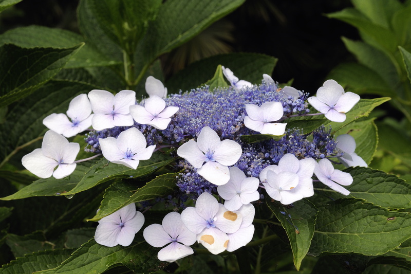 Hortensia italien