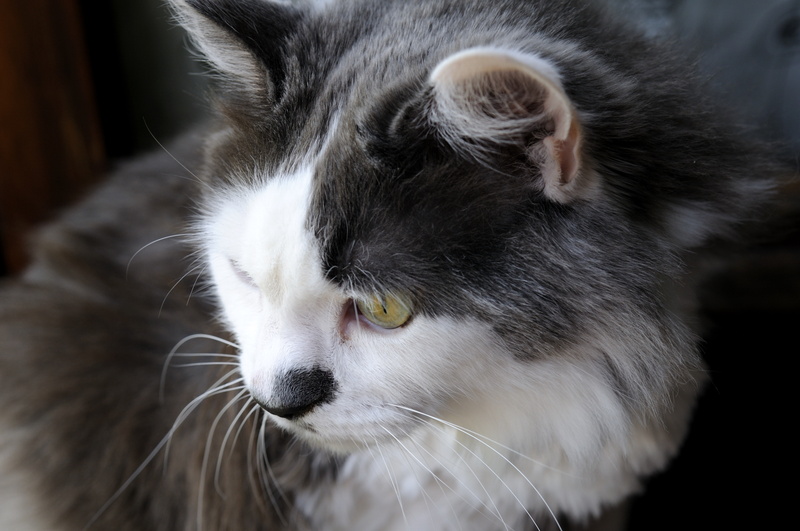 Bandit attentif mais il guérit moins vite que Valentino