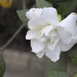 Une modeste rose à proximité du mémorial