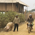 La promenade du cochon