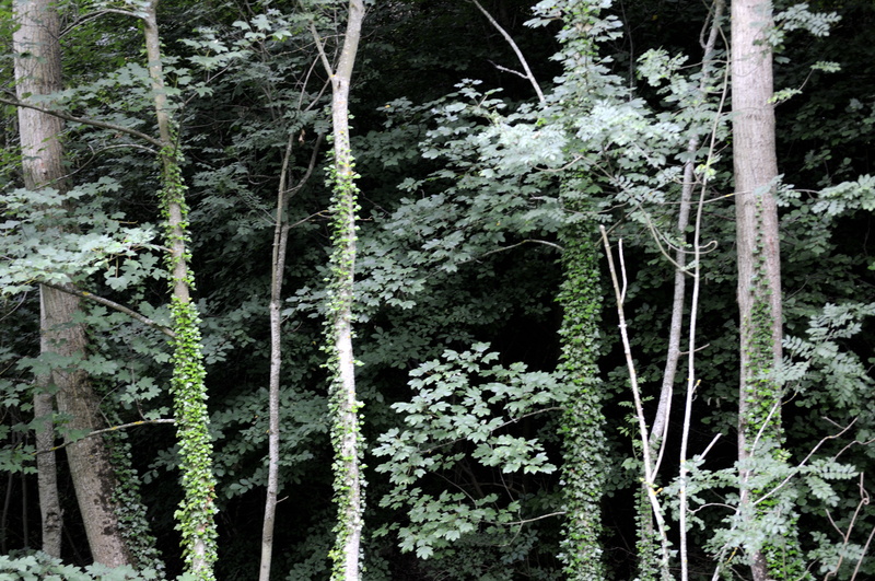 La forêt du Taillard est dense