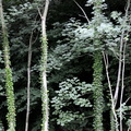 La forêt du Taillard est dense