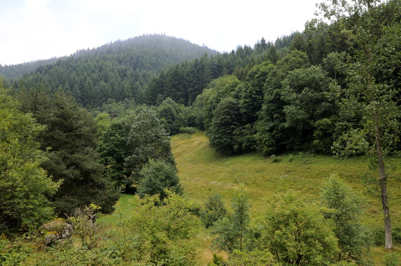 Prairie et forêt