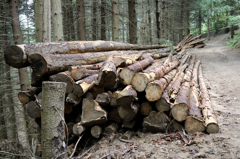 La gestion des bois st importante dans cette forêt