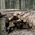 La gestion des bois st importante dans cette forêt