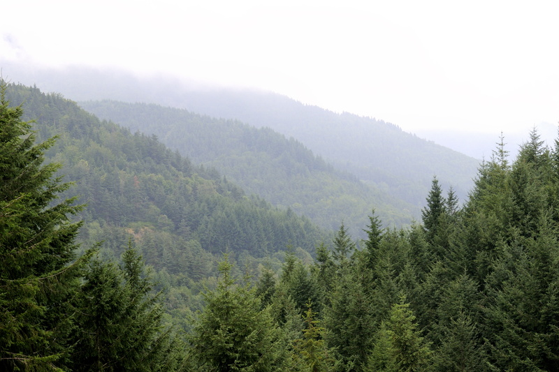 La Forêt du Taillard