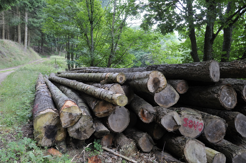 Chemin dans la Forêt du Taillard